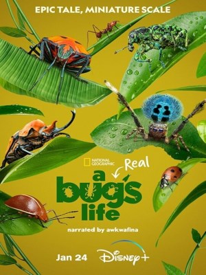 Xem phim A Real Bug's Life online